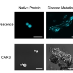 BioE alumni on different continents win grant to to see molecular structure of membraneless organelles