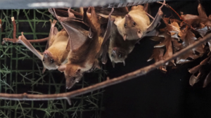photo of Egyptian fruit bats