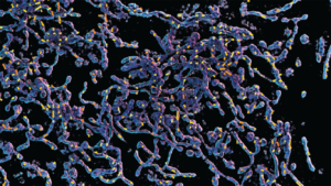 3D rendering of mitochondria overlaid by the motion map. Purple, blue and yellow mitochondria on black background. (Image courtesy of Ruiming Cao)