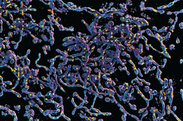 3D rendering of mitochondria overlaid by the motion map. Purple, blue and yellow mitochondria on black background. (Image courtesy of Ruiming Cao)