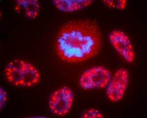 image of cells