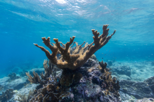 photo of Elkhorn coral