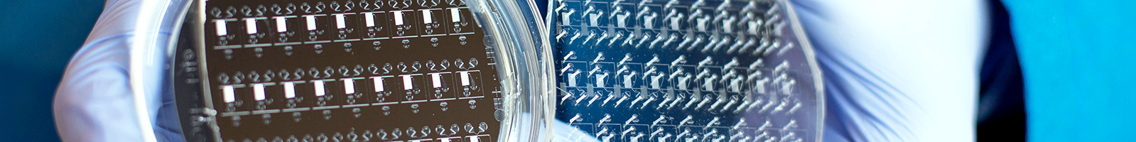 tightly cropped photo of gloved hands holding two large microfluidic chips