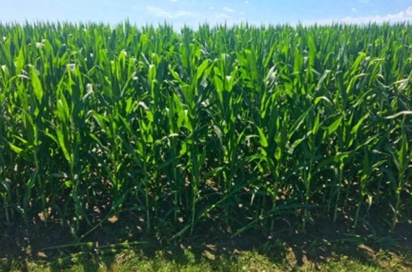 photo of corn crop